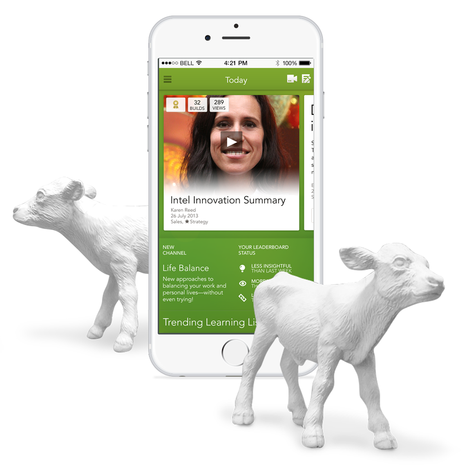 Knowledge Sharing App and calves